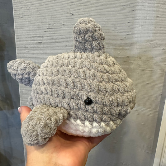 Finn the Shark!