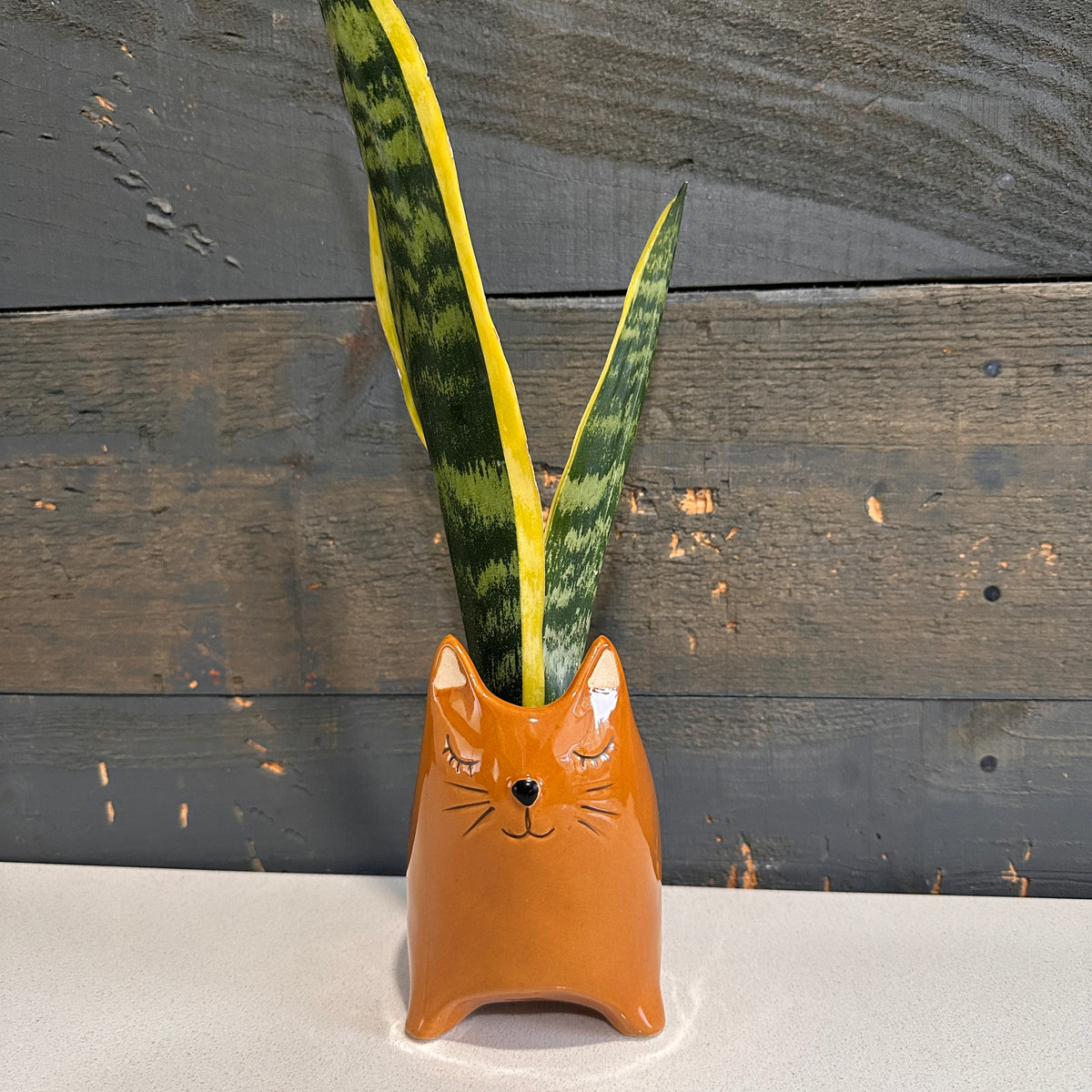 Cat Planter with Snake Plant