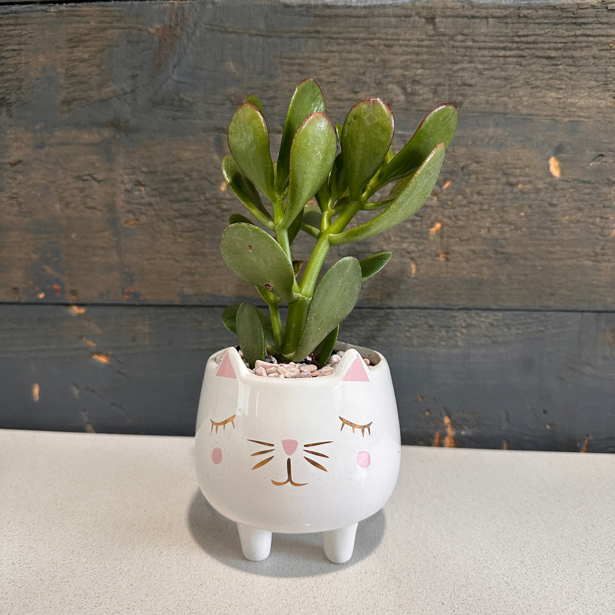 Cat Planter with Succulent