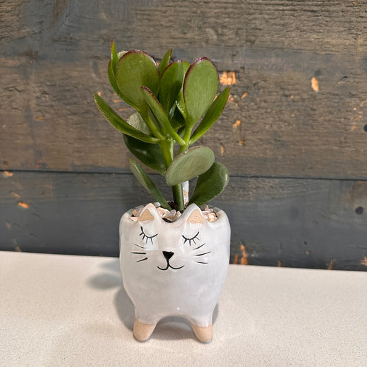 Cat Planter with Succulent