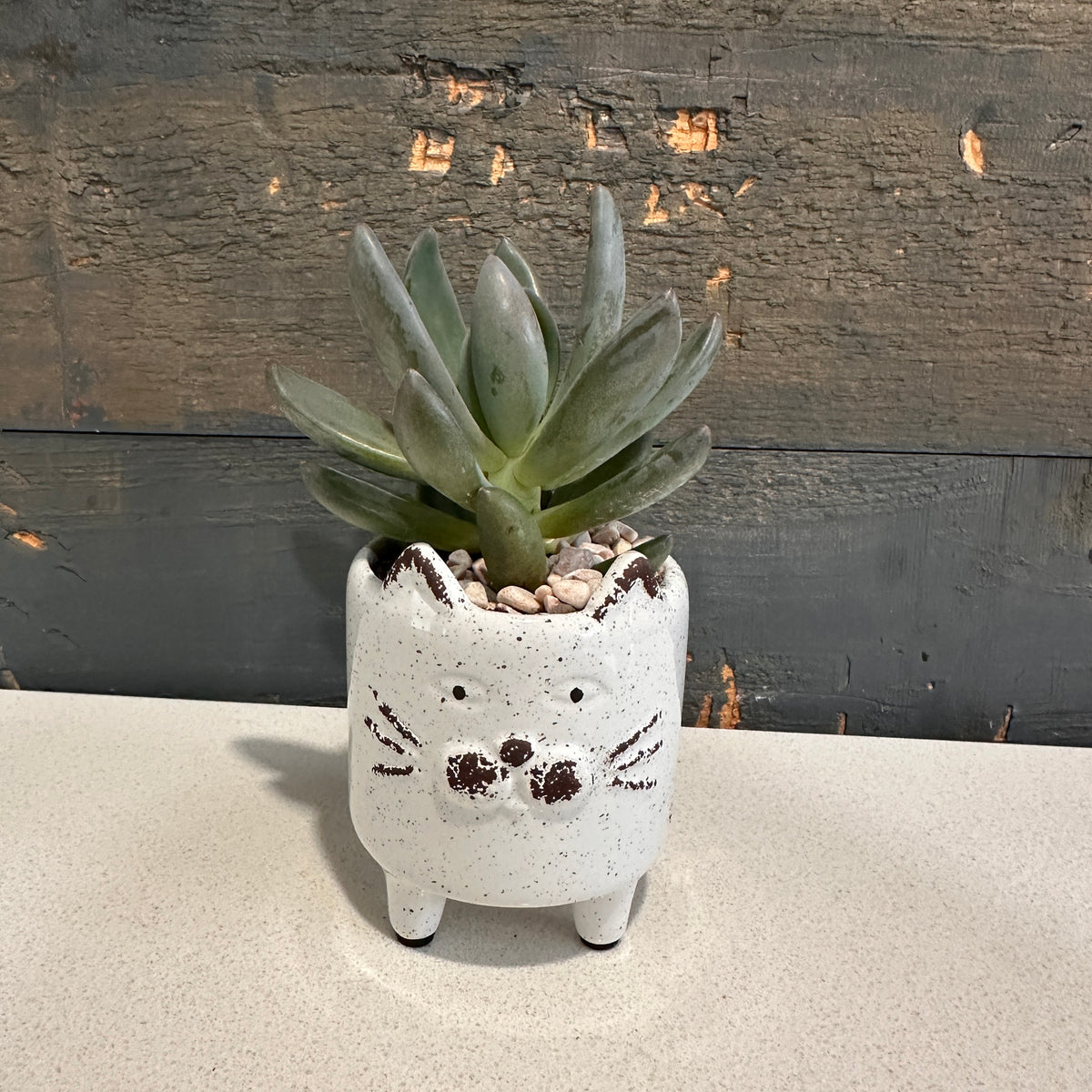 Cat Planter with Succulent