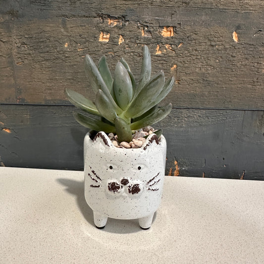 Cat Planter with Succulent